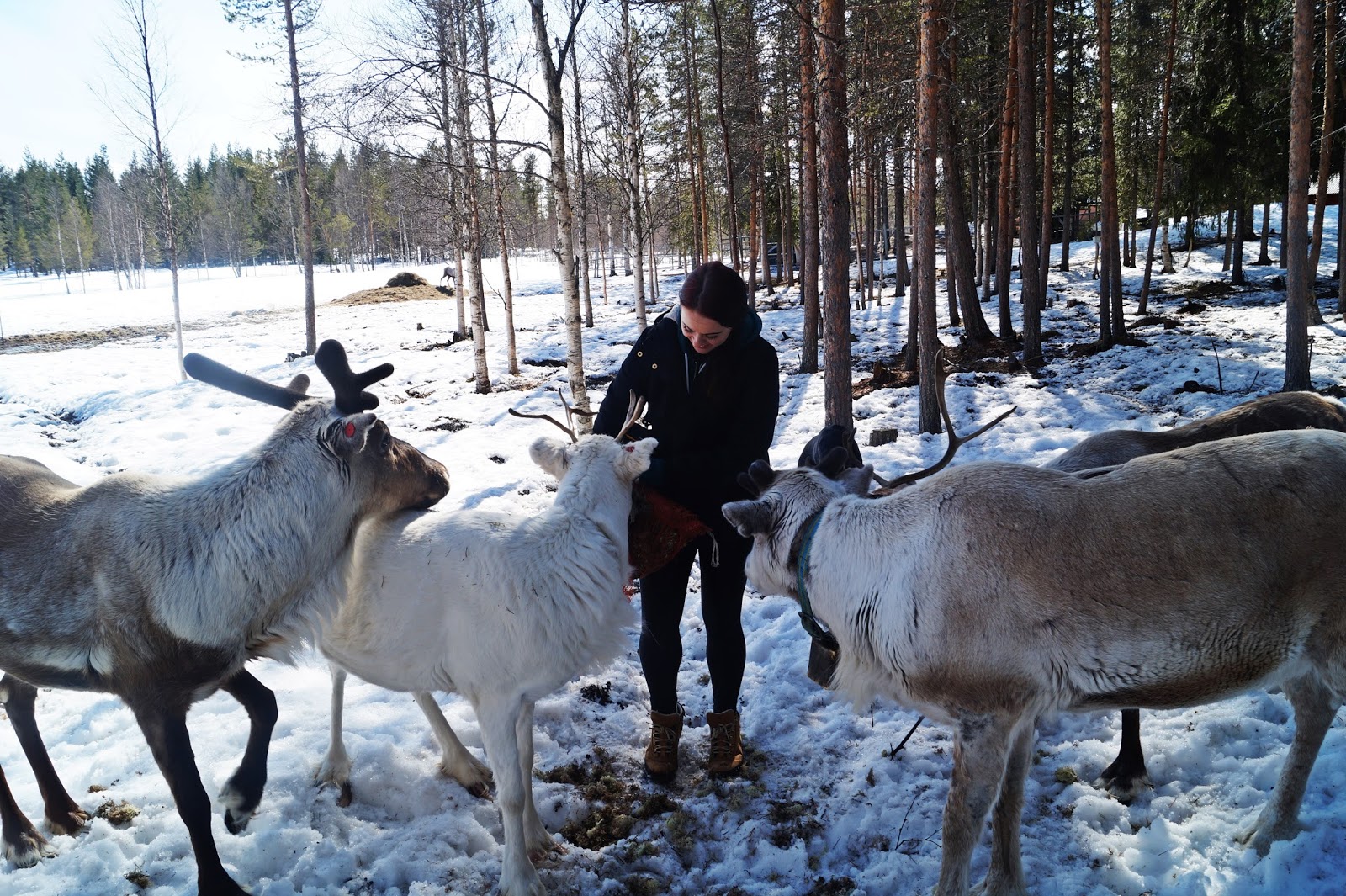 Feeding reindeer with an Amish family in northern Sweden, May 2015