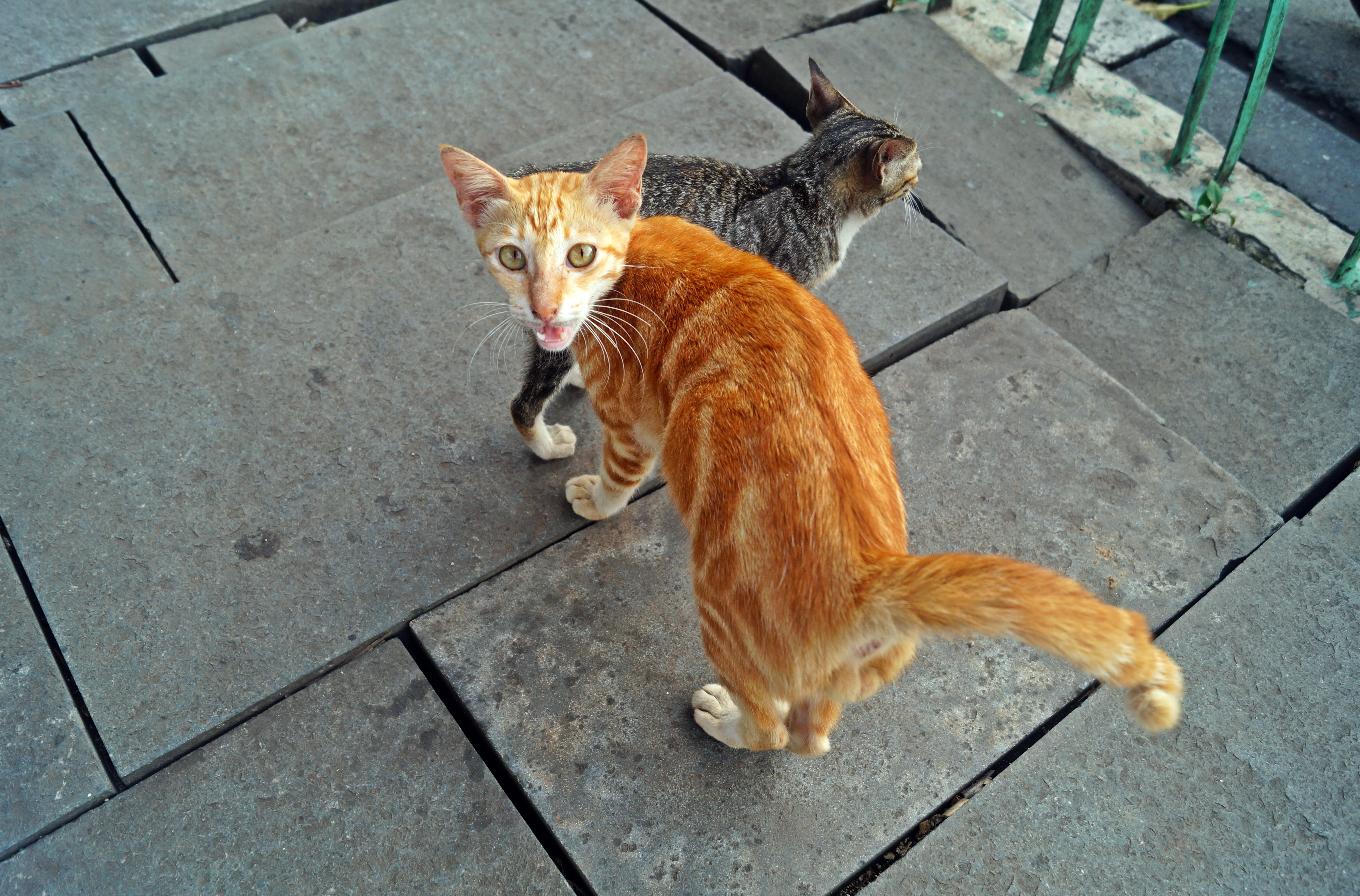 Street kitties on uneven pavements