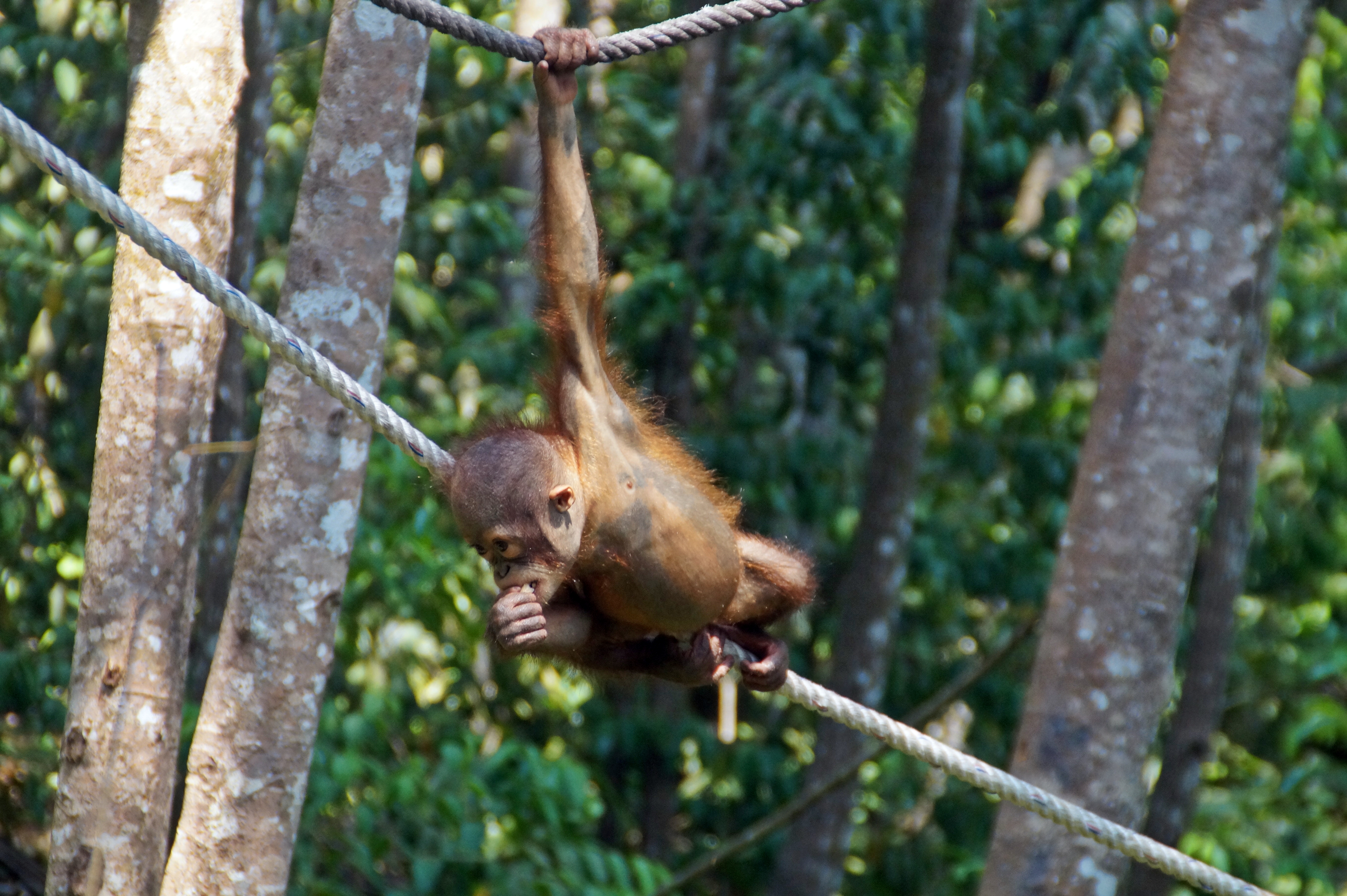 An orangutan at Shangri-La Resort in Sabah