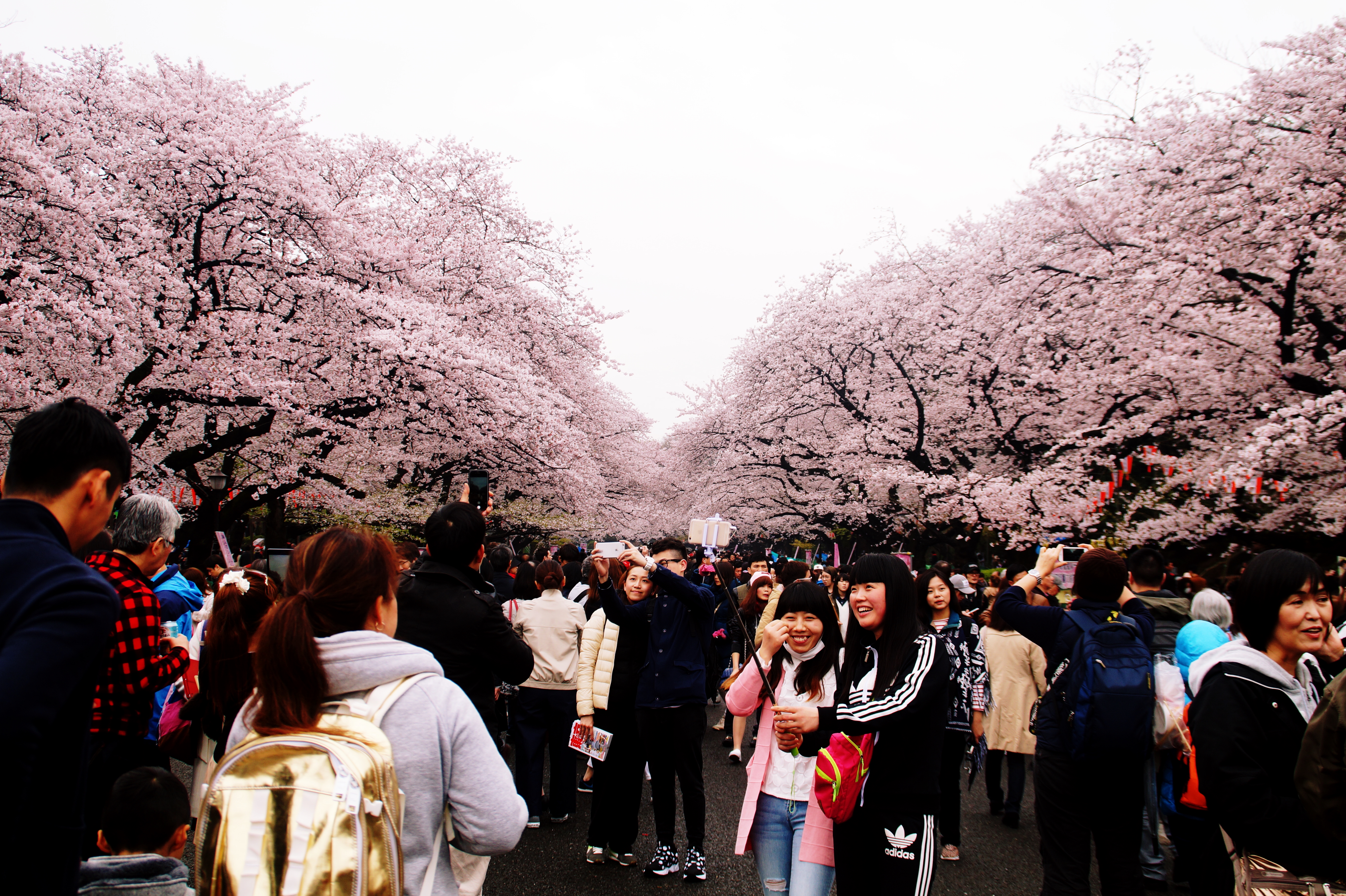 Cherry blossoms in Ueno Park, Tokyo