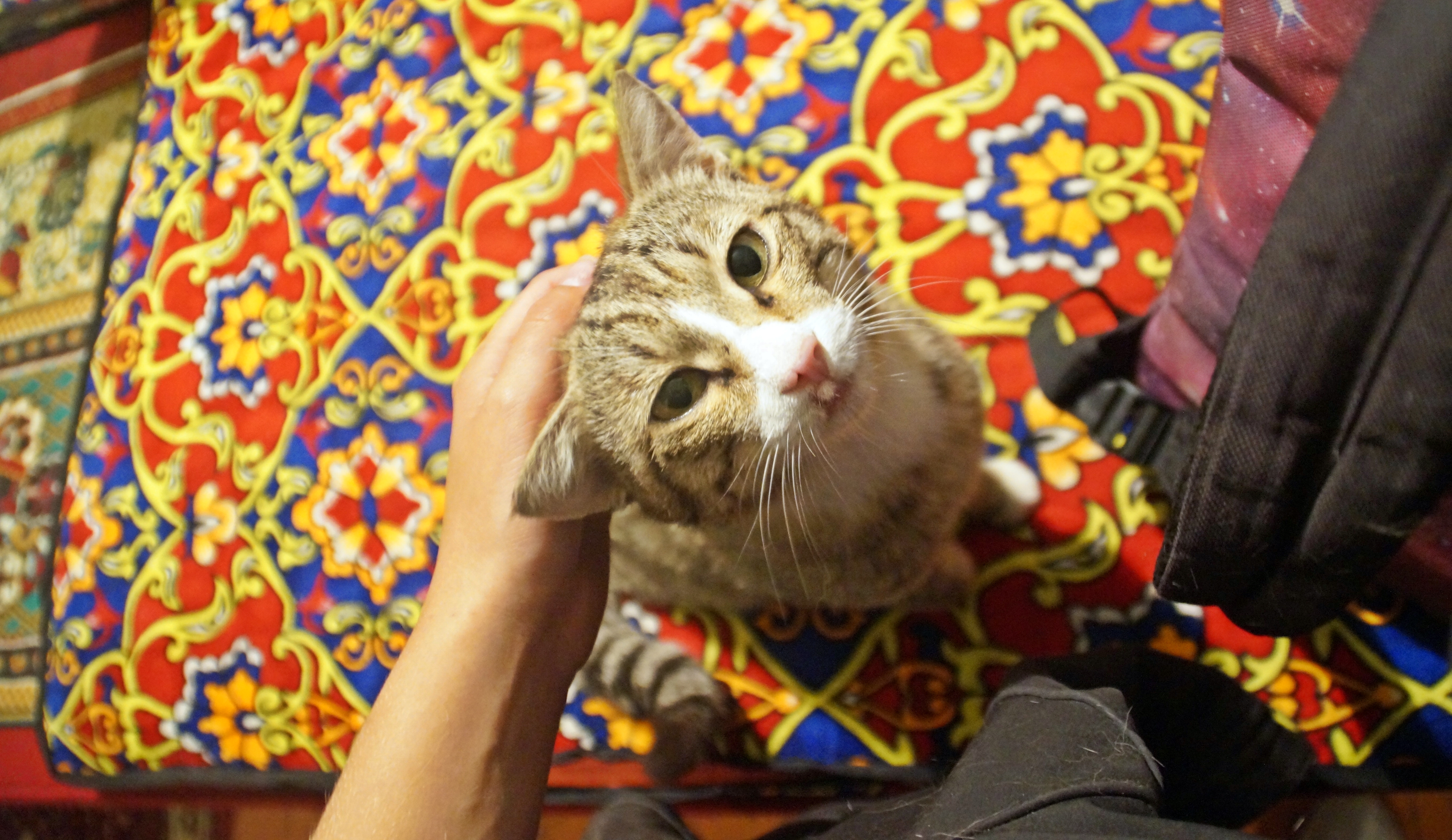 The adorable cat of the homestay