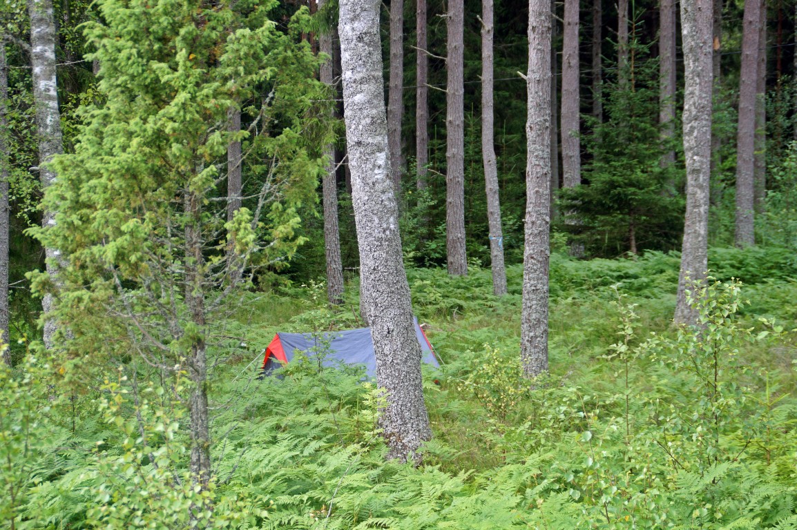 Our forest camp spot