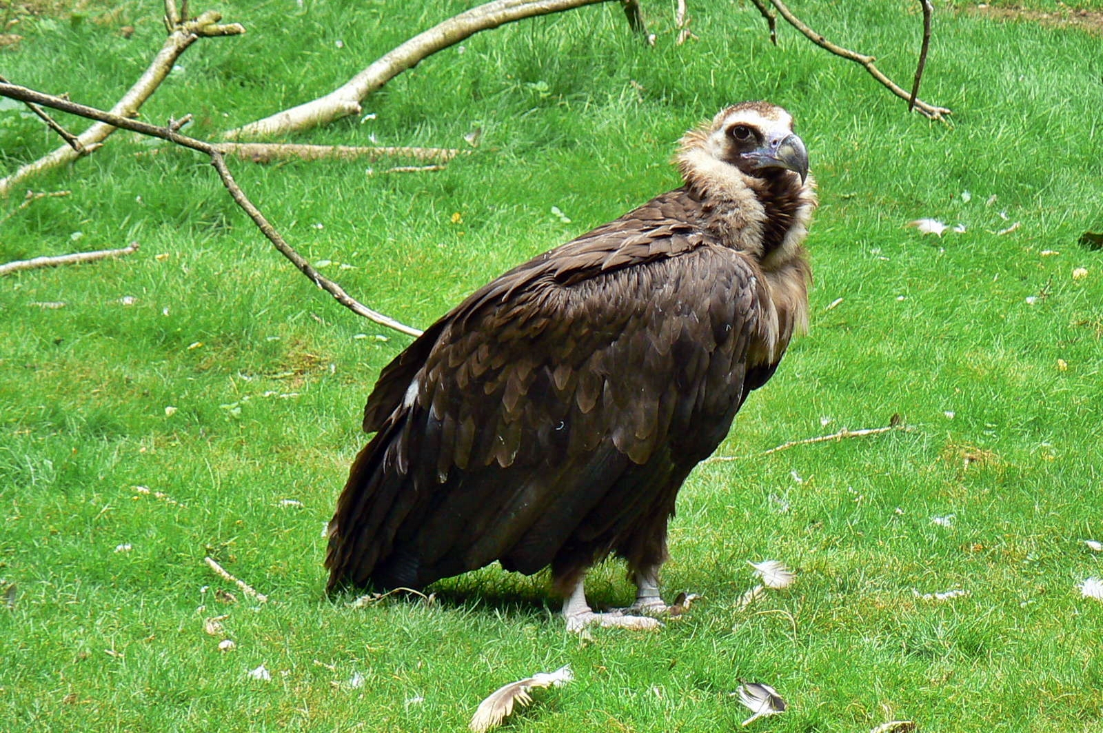 This is a cinereous vulture. This is not the bird that we saw, as we didn't want to take pictures of such a sad situation.