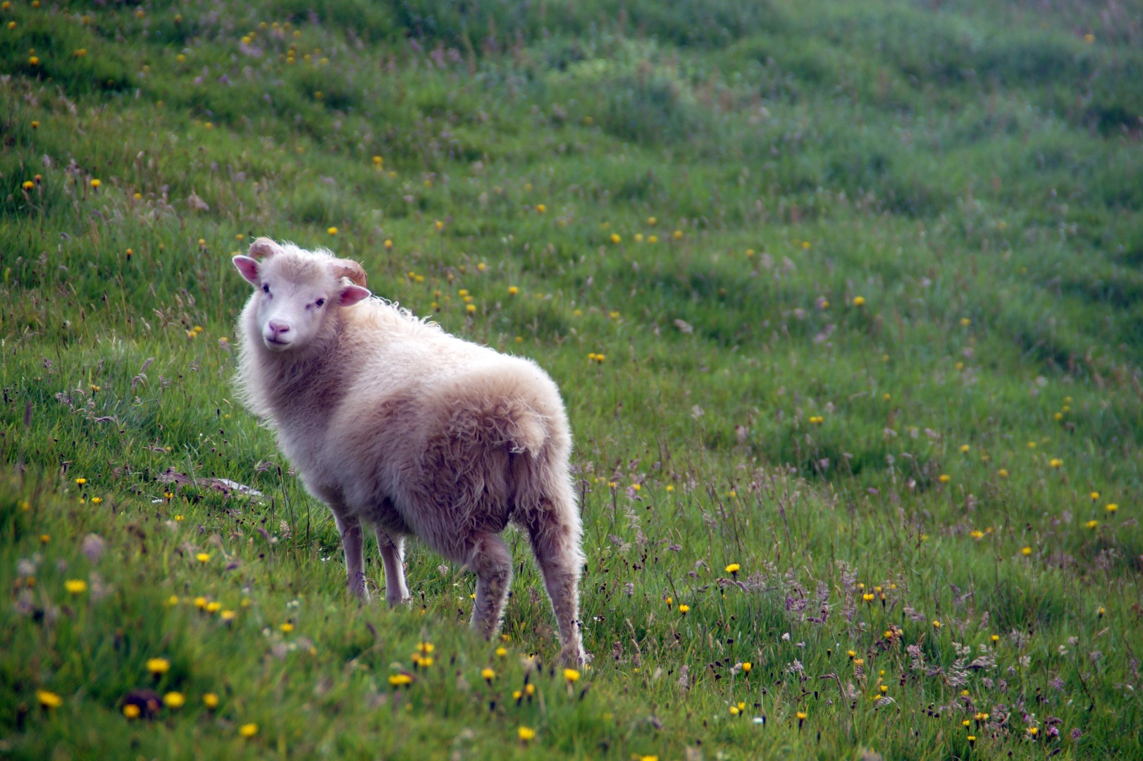 We met the cutest sheep in Korkadalur