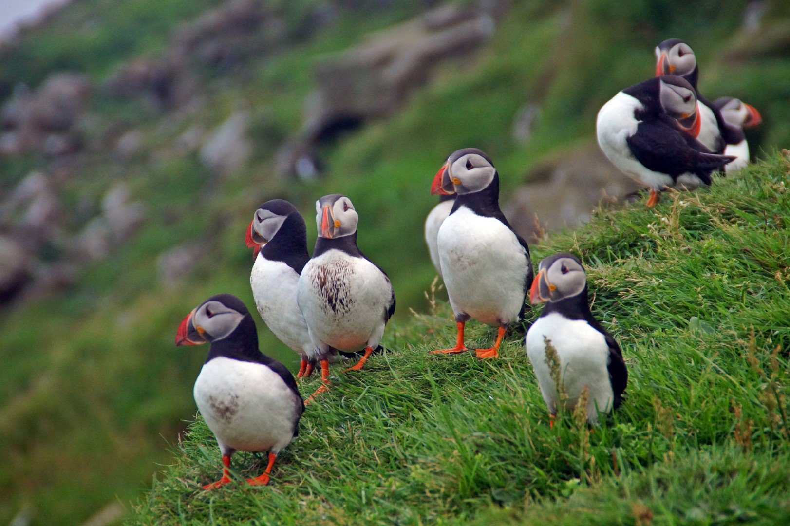 Adorable puffins that I can understand her wanting to study, although not for 3 hours straight.