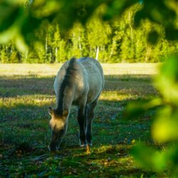 Wild horses on Falster: An…
